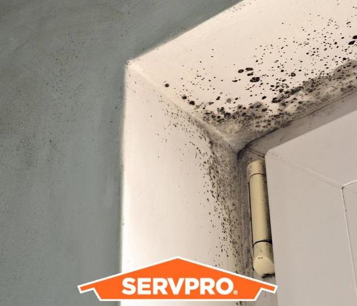 How to Deal with a Mold Issue at Your Aberdeen Business