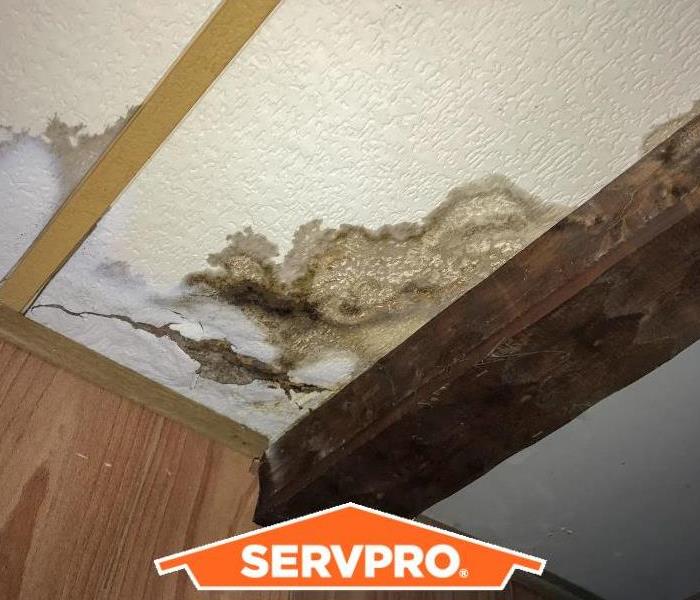 7 Signs You Have Mold in Your Home